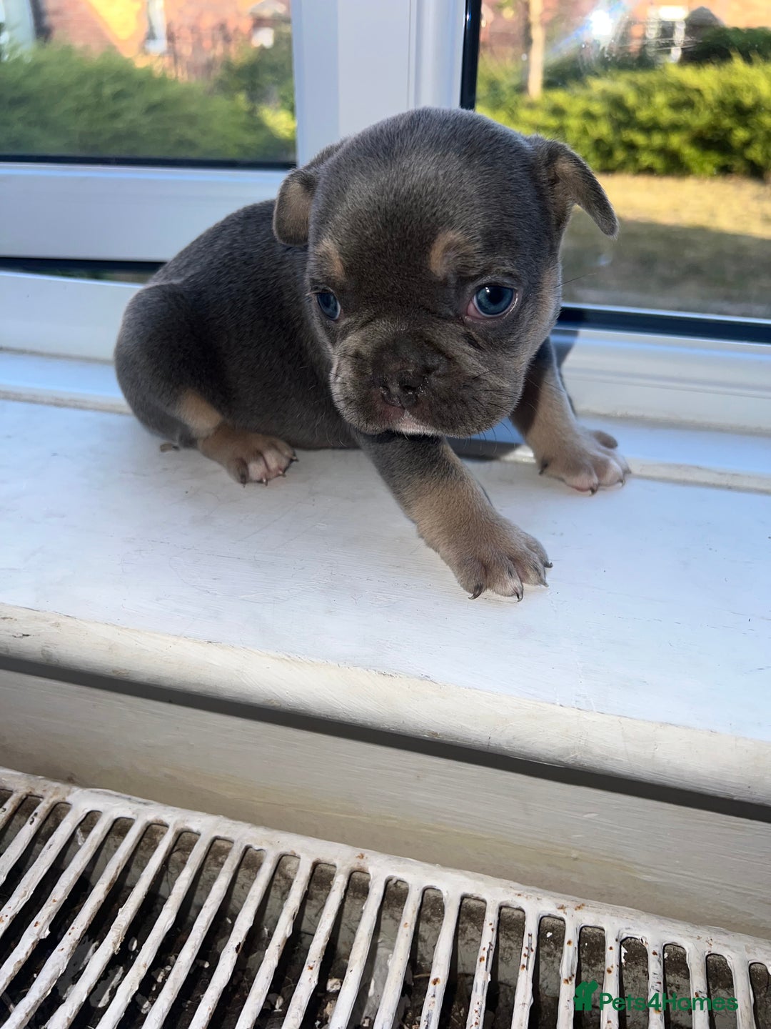 French Bulldog dogs for sale: French bulldogs - Image 11
