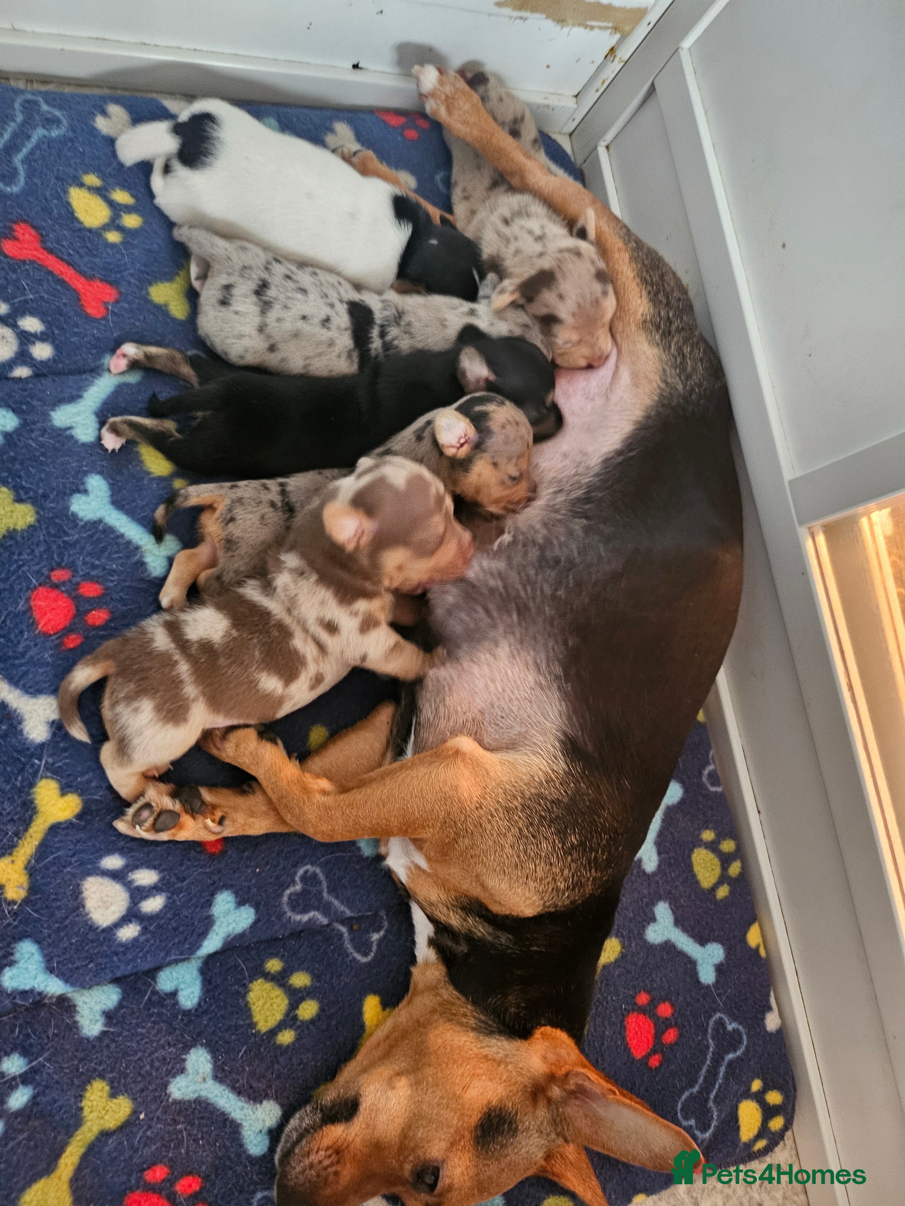 Jack Russell dogs Full jack russell puppies  - Advert 5