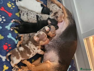 Jack Russell dogs Full jack russell puppies - Advert 7