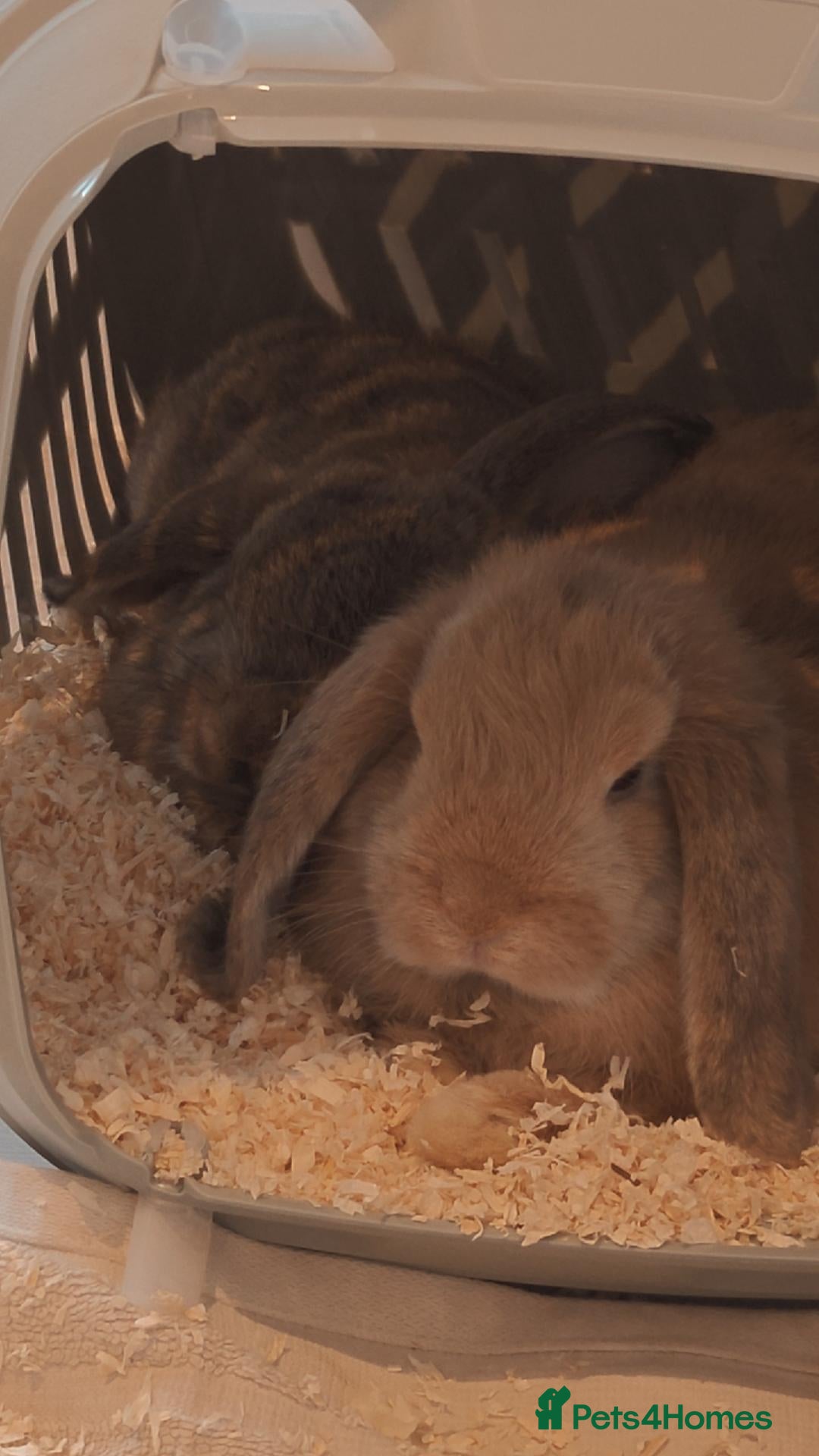 Mini Lop rabbits Two 8 weeks female Mini Lops - Advert 2