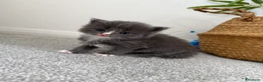 British Longhair 1