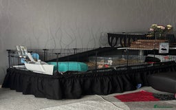Guinea Pig rodents for sale: 2 male guinea pigs for sale  - Image 12