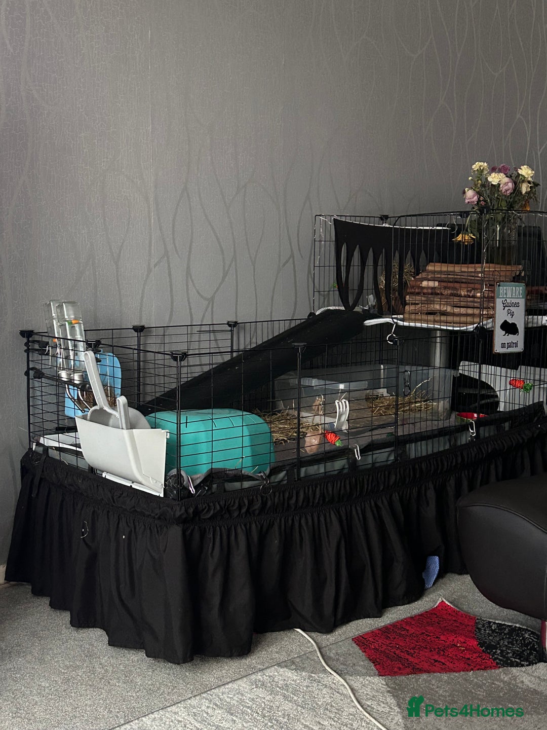 Guinea Pig rodents for sale: 2 male guinea pigs for sale  - Image 12