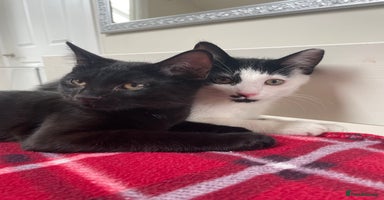 Mixed Breed cats - Advert 12