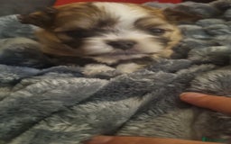 Mixed Breed dogs for sale: Pom x pups - Image 2