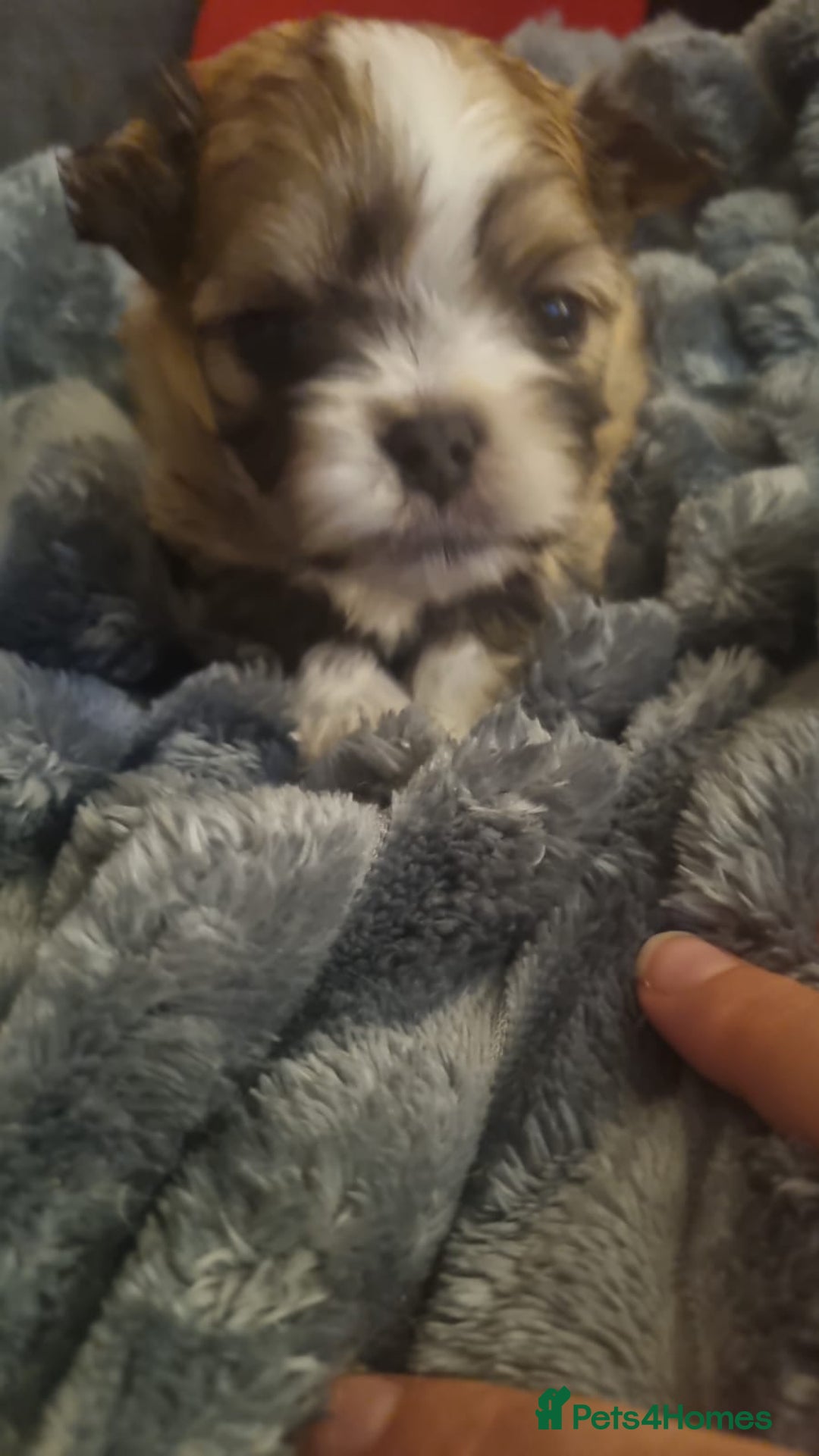Mixed Breed dogs for sale: Pom x pups - Image 2