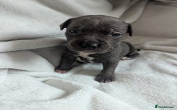 Staffordshire Bull Terrier dogs for sale: 7 Blue Staffordshire bull terrier puppies - Image 12