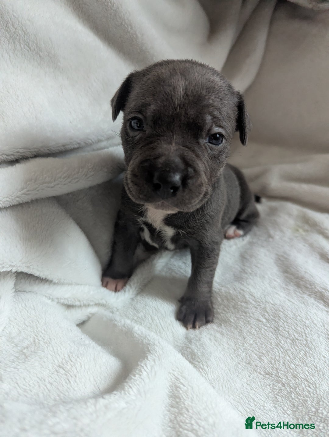 Staffordshire Bull Terrier dogs for sale: 7 Blue Staffordshire bull terrier puppies - Image 12