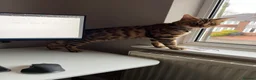 Bengal cats for sale: Bengal Cat For Sale - Advert 13