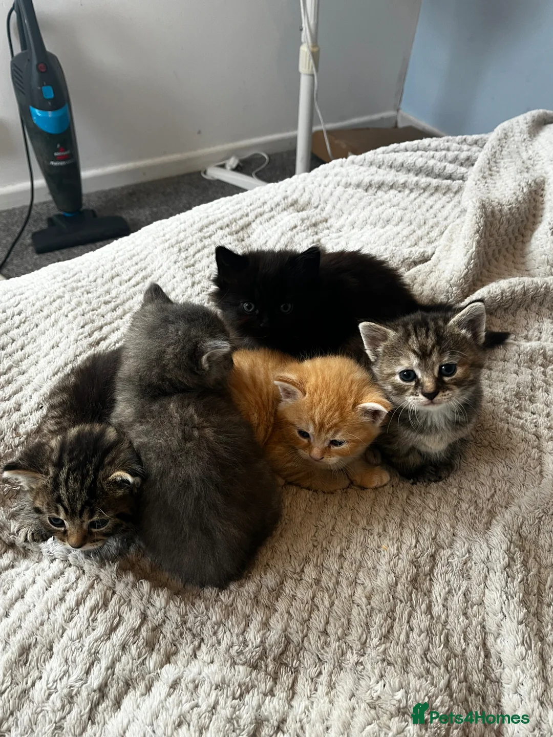 Mixed Breed cats for sale: Super cute kittens  - Advert 1