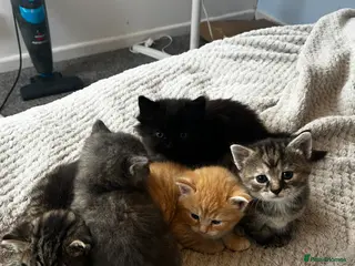 Mixed Breed cats Super cute kittens - Advert 11