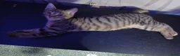 Mixed Breed cats for sale: female grey tabby kitten  - Advert 2