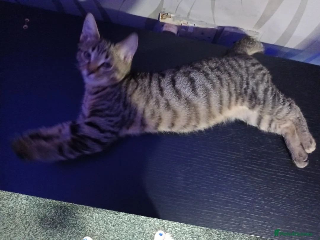 Mixed Breed cats for sale: female grey tabby kitten  - Advert 2
