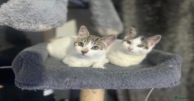 Mixed Breed cats - Advert 11