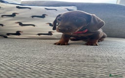 Miniature Dachshund dogs for sale: 3 Beautiful Chocolate and Tan Girls  - Advert 7