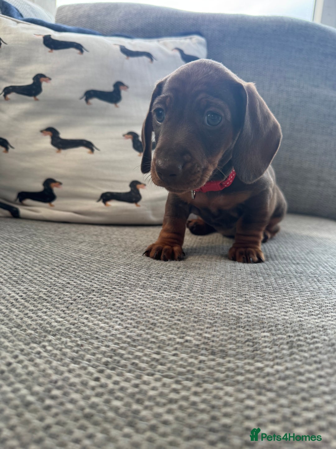 Miniature Dachshund dogs for sale: 3 Beautiful Chocolate and Tan Girls  - Advert 7