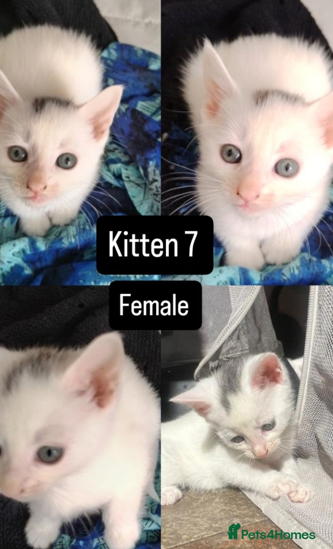 Mixed Breed cats for sale: White / Odd eye / black  Russian mix kittens /  - Image 12