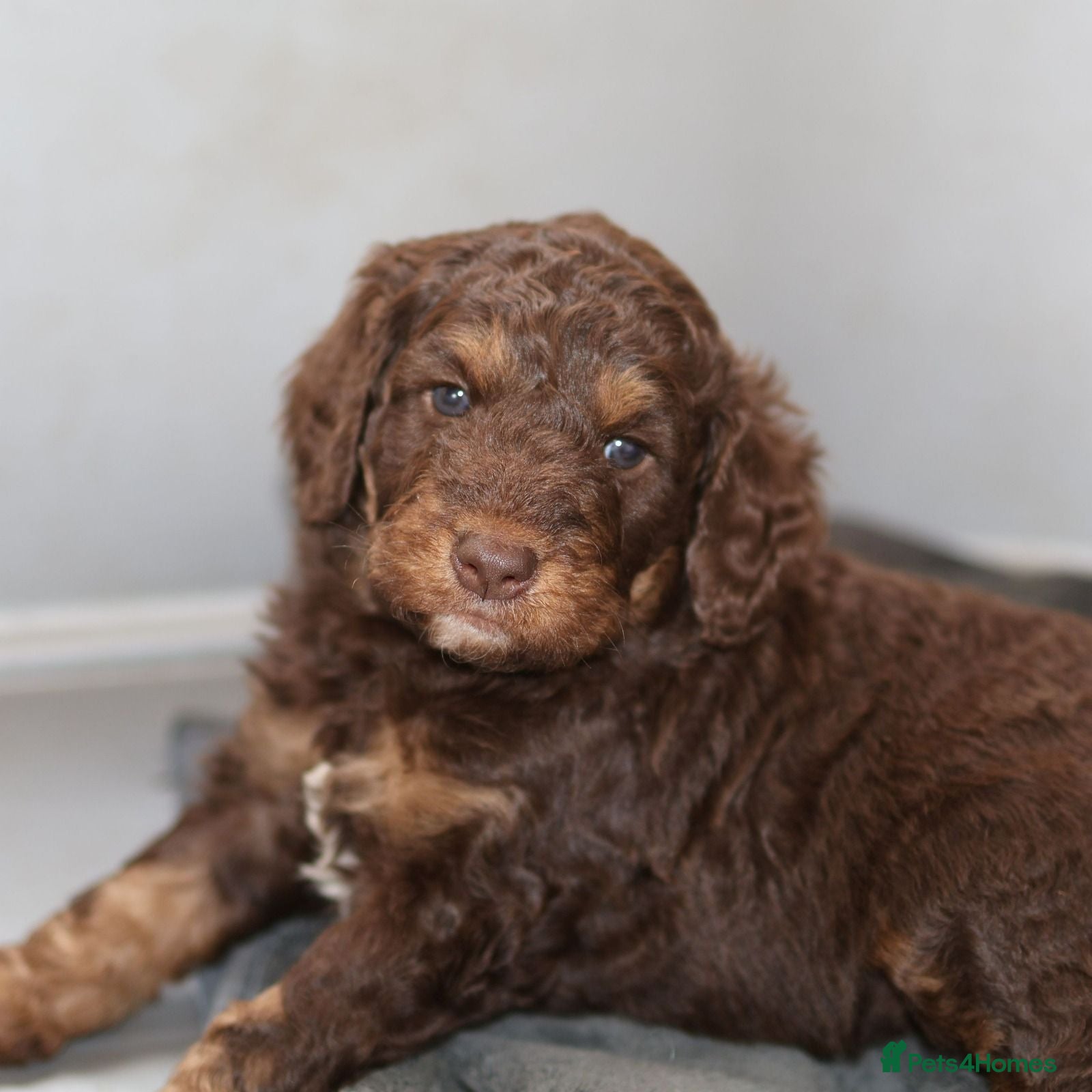 Labradoodle dogs Viewing next weekend 25th, Appointment only  - Advert 2