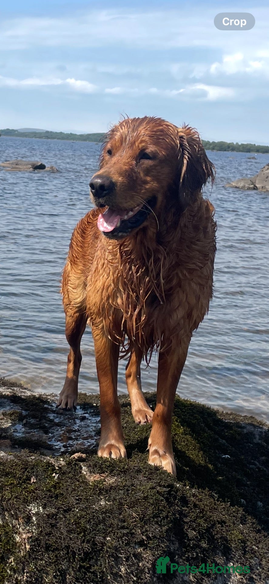 Golden Retriever dogs Gorgeous red golden retriever for stud - Advert 1