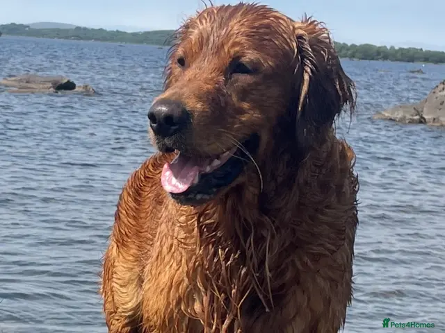 Golden Retriever dogs Gorgeous red golden retriever for stud - Advert 1