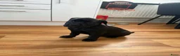 Mixed Breed dogs for sale: Adorable Bullador Puppies ❤️ (1 Girl, 2 Boys) in Cambridge - Advert 5