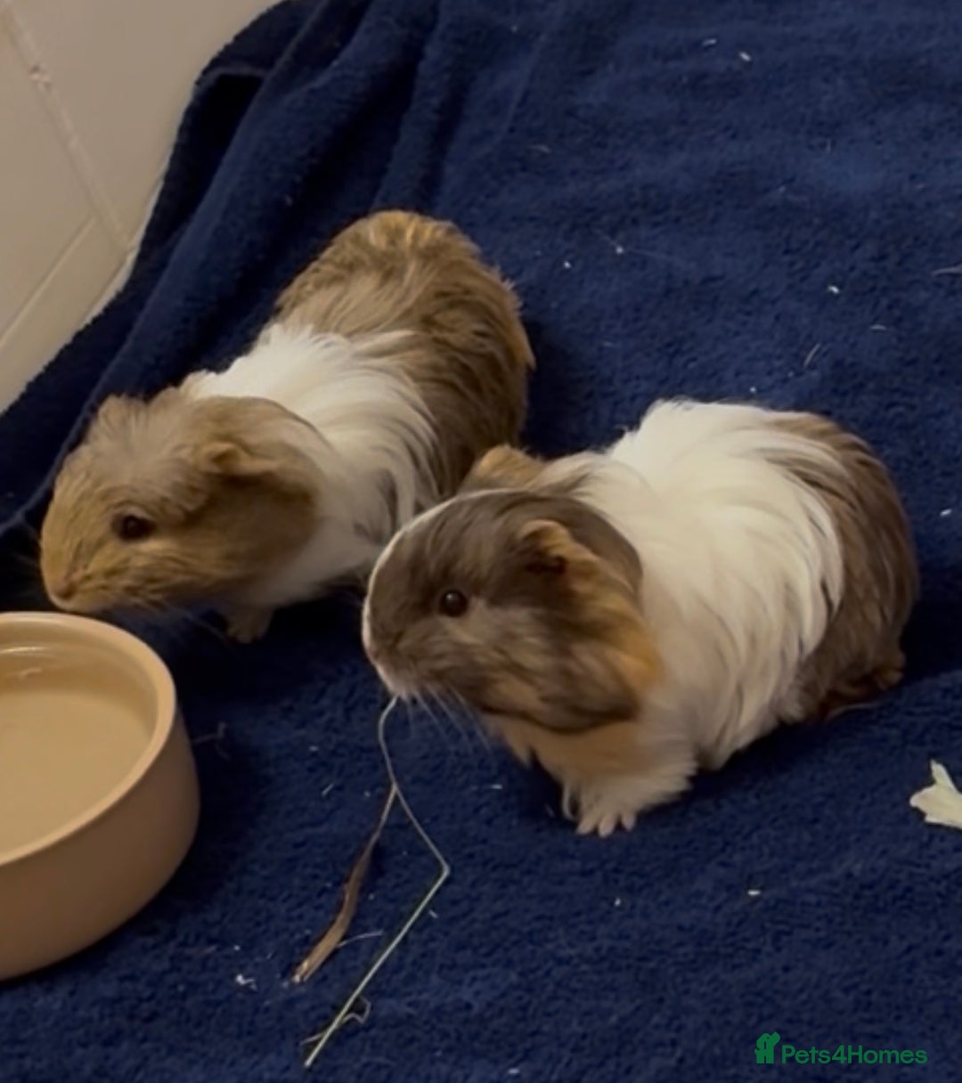 Guinea Pig rodents for sale: 2 Beautiful long haired girls  - Advert 2