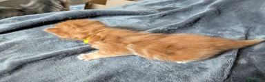 Girl ginger 