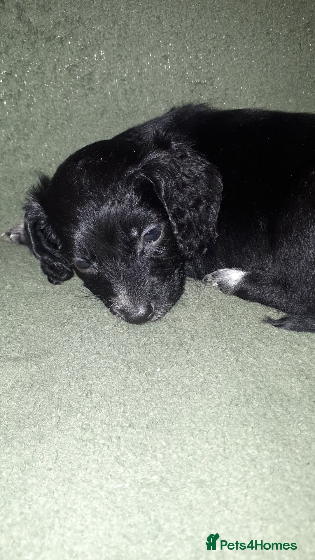 Cockapoo dogs for sale: F2b cockapoo puppies - Image 9