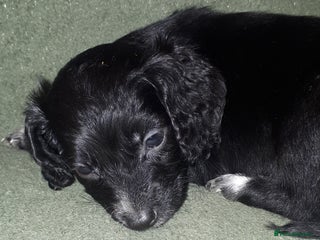 Cockapoo dogs - Advert 2