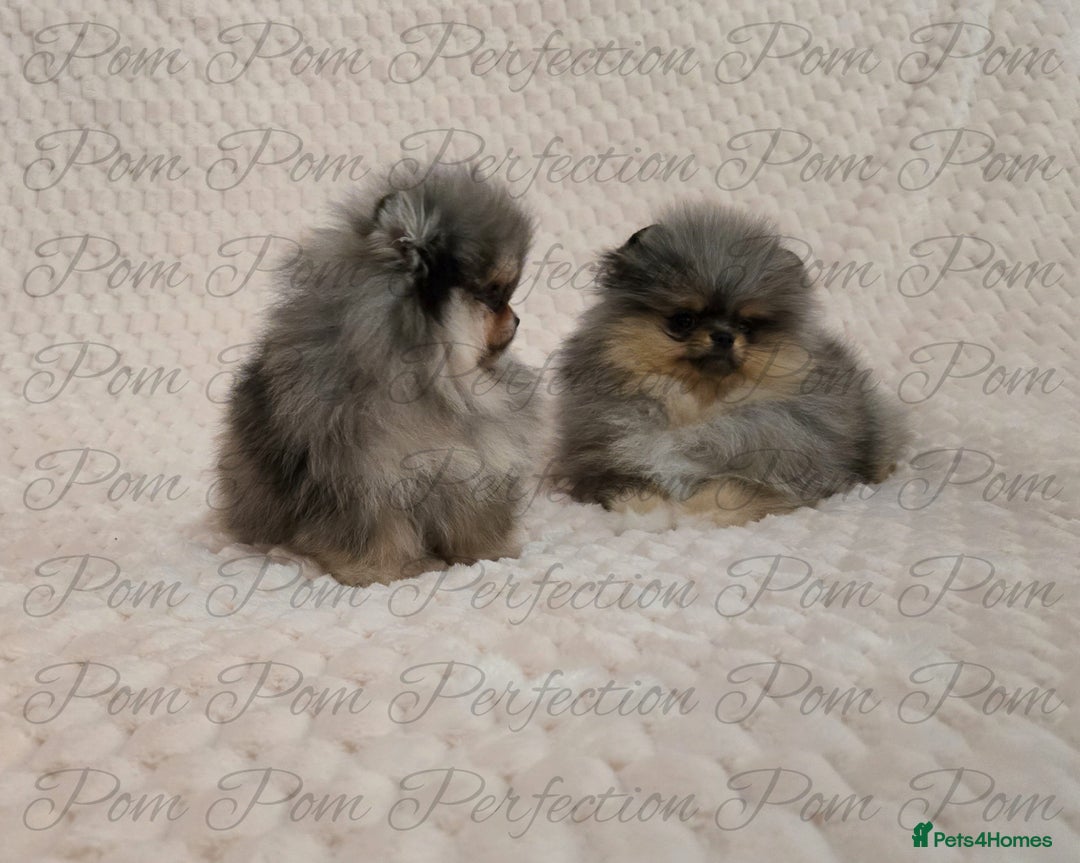 Pomeranian dogs for sale: Magical Teddy Bear Pomeranian Puppies  - Advert 6