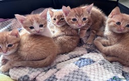 Mixed Breed cats for sale: 5 Mixed Manx kittens - Image 1