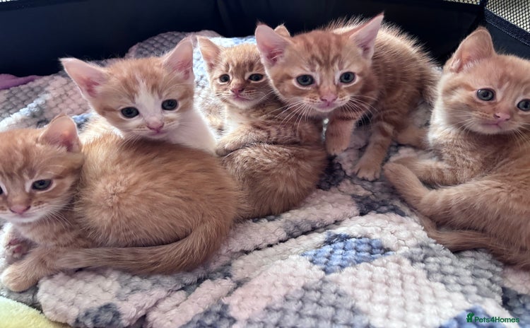 Mixed Breed cats - Advert 9