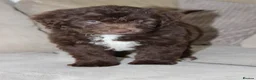 Aussiedoodle dogs for sale: Aussiedoodle F1 Health Tested KC registered parent - Advert 5