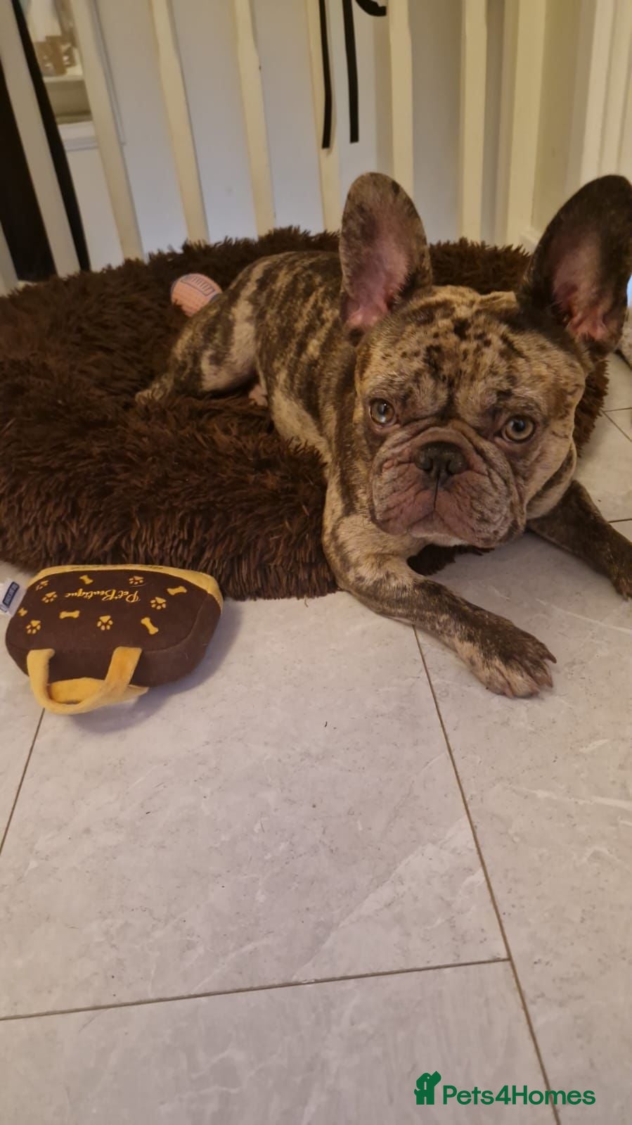 French Bulldog dogs Young French bull dog - 2 years old  - Advert 1