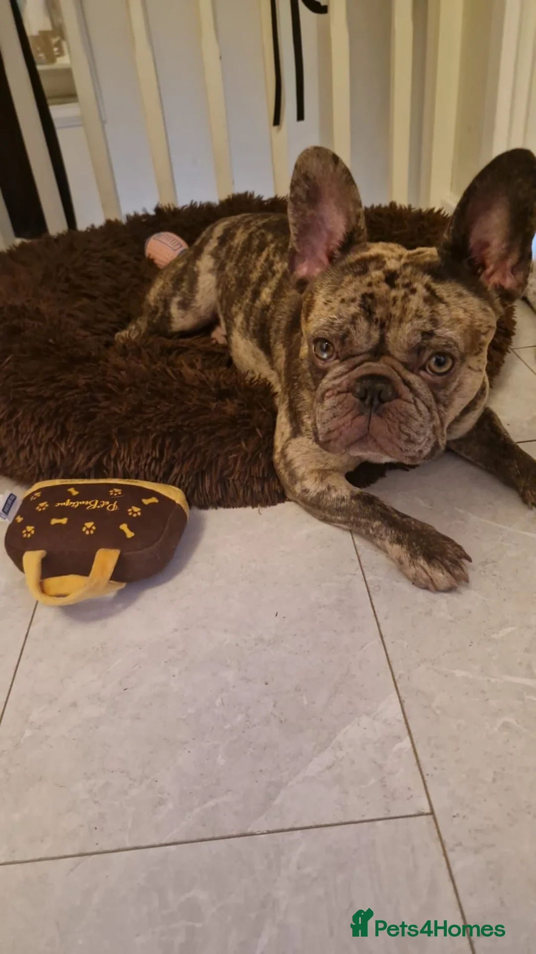 French Bulldog dogs for sale: Young French bull dog - 2 years old  - Advert 1