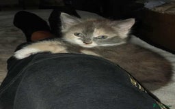 Mixed Breed cats for sale: Mixed breed kittens  - Image 1