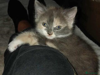 Mixed Breed cats - Advert 37