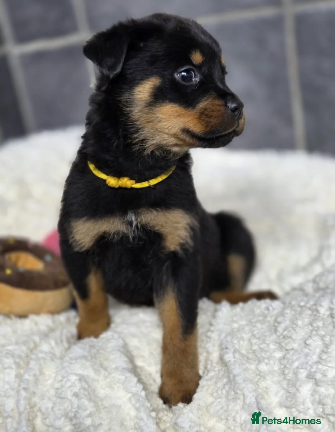 Rottweiler dogs for sale: Stunning Rottweiler pups - Advert 14