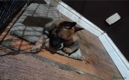 Belgian Shepherd Dog dogs for sale: Belgian malinois puppies for sale  - Image 4