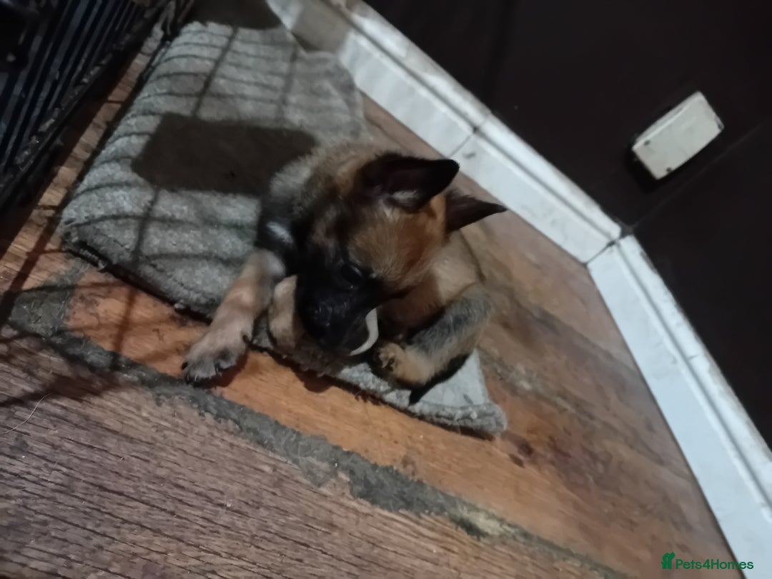 Belgian Shepherd Dog dogs for sale: Belgian malinois puppies for sale  - Image 4