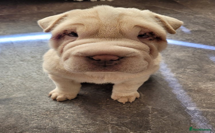 Shar Pei dogs - Advert 1