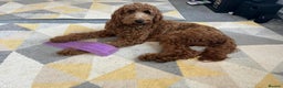 Irish Doodle dogs for sale: F1 Standard Irish-doodles Parents DNA Clear & Hips - Advert 9