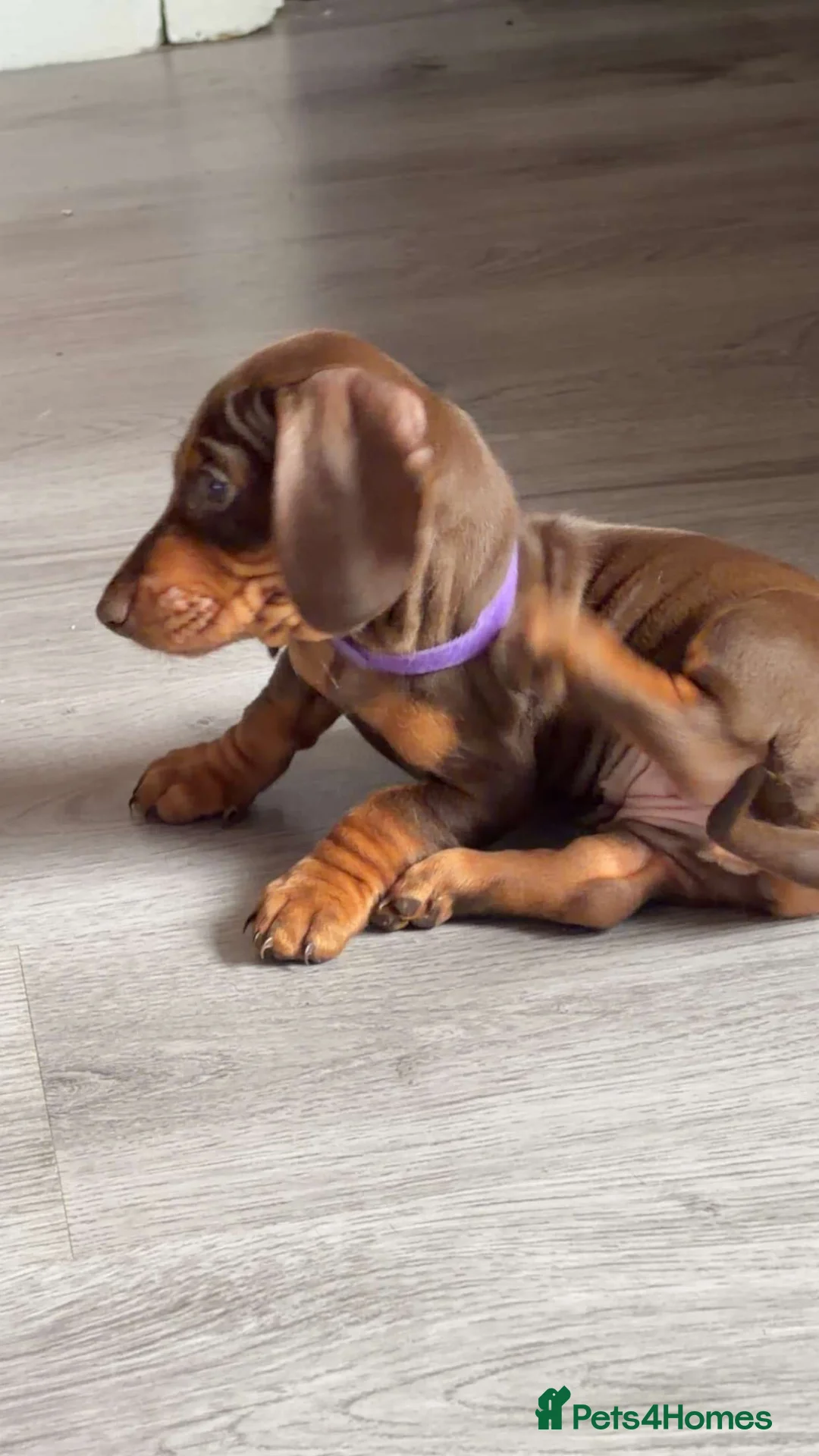 Miniature Dachshund dogs for sale: Miniature dachshund  - Advert 2