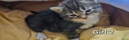 Mixed Breed cats for sale: 🐾❤️Cute tuxedo / tabby mix kittens ❤️🐾 - Advert 16