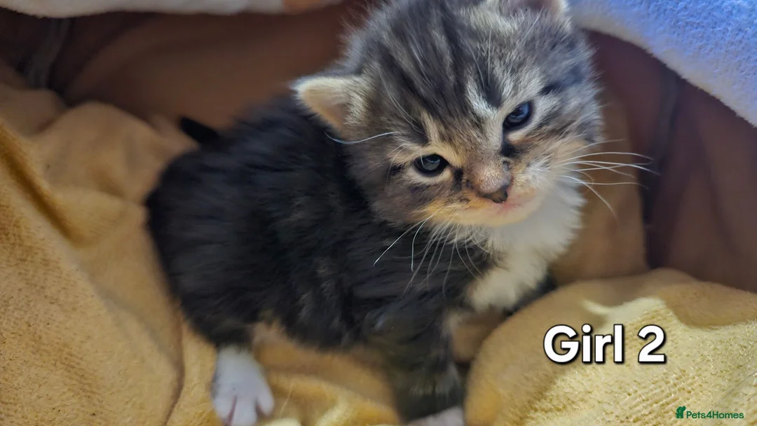 Mixed Breed cats for sale: 🐾❤️Cute tuxedo / tabby mix kittens ❤️🐾 - Advert 16