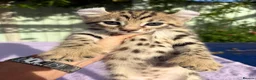 Keetso cats for sale: Stunning wild looking polydactyl curl ear keetsos  - Advert 35
