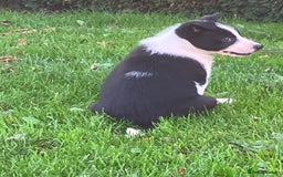 Border Collie dogs for sale: Border Collie puppies for sale  - Image 5