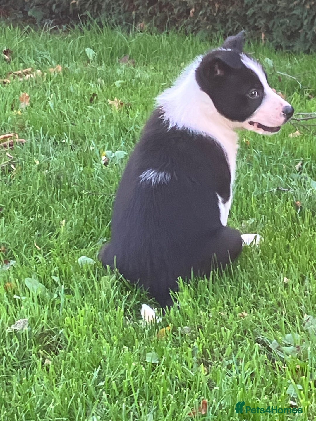 Border Collie dogs for sale: Border Collie puppies for sale  - Image 5