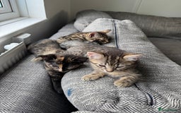European cats for sale: Lovely family kitten, 1 male left. - Image 1