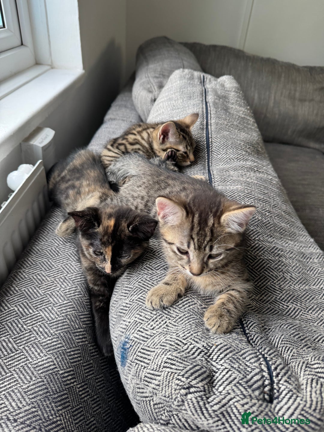 European cats for sale: Lovely family kitten, 1 male left. - Image 1